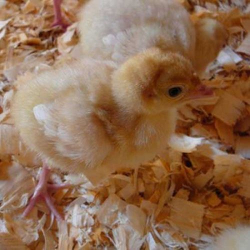 From the Brooder to the Pasture